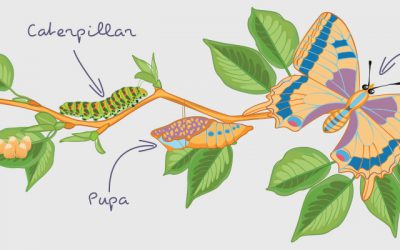 The Miracle of Metamorphosis